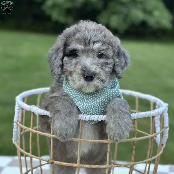 Anthem, Goldendoodle Puppy