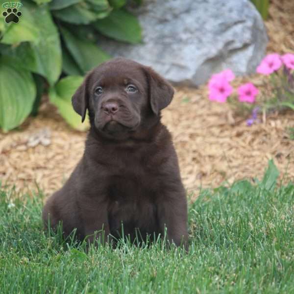 Frankie, Chocolate Labrador Retriever Puppy