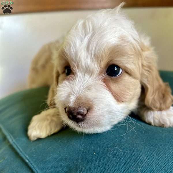 Zane, Mini Aussiedoodle Puppy