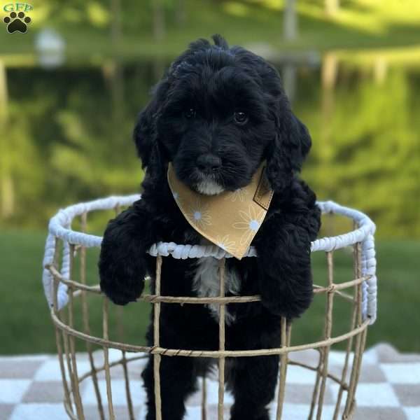 Midnight, Goldendoodle Puppy