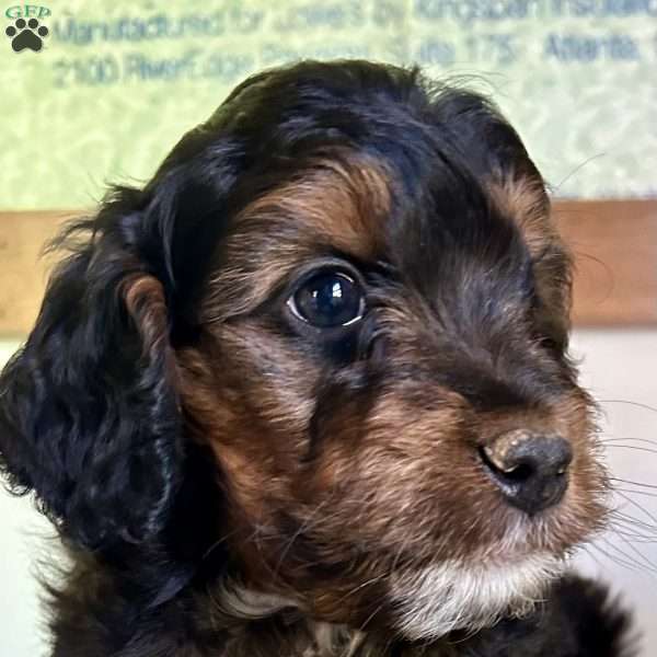 Zorro, Mini Aussiedoodle Puppy