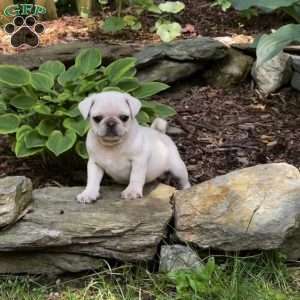 Pug Puppies For Sale - Greenfield Puppies