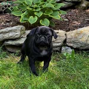 Pug Puppies For Sale - Greenfield Puppies