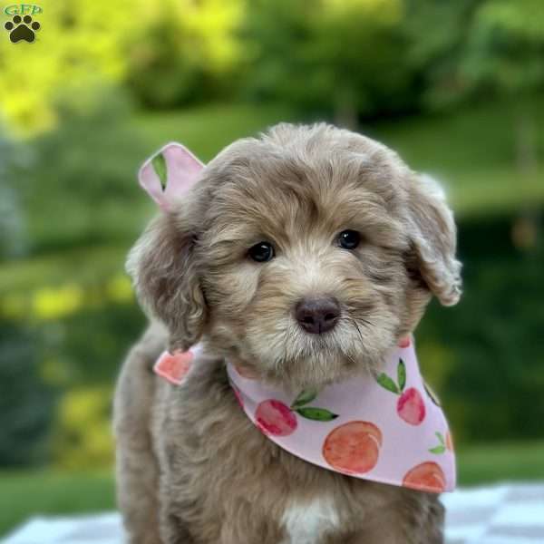 Boulder, Goldendoodle Puppy