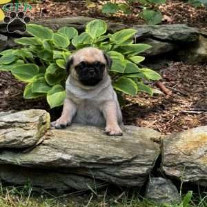 Pug Puppies For Sale - Greenfield Puppies