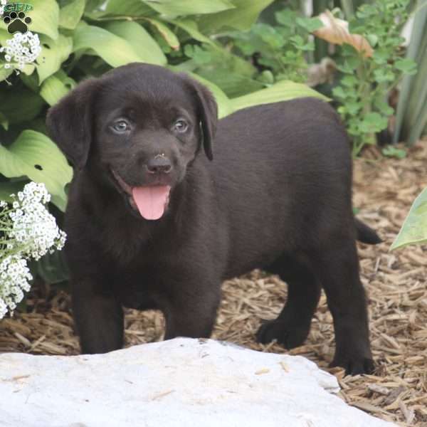 Kally, Chocolate Labrador Retriever Puppy