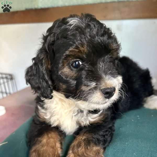 Zachery, Mini Aussiedoodle Puppy