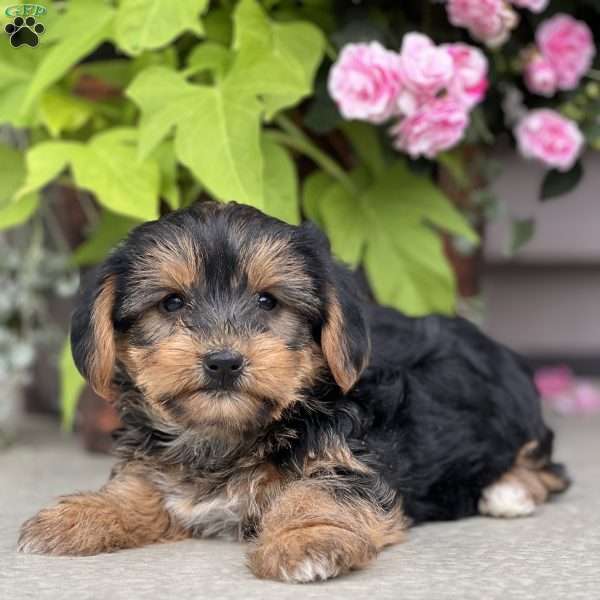 Capri, Shorkie Puppy