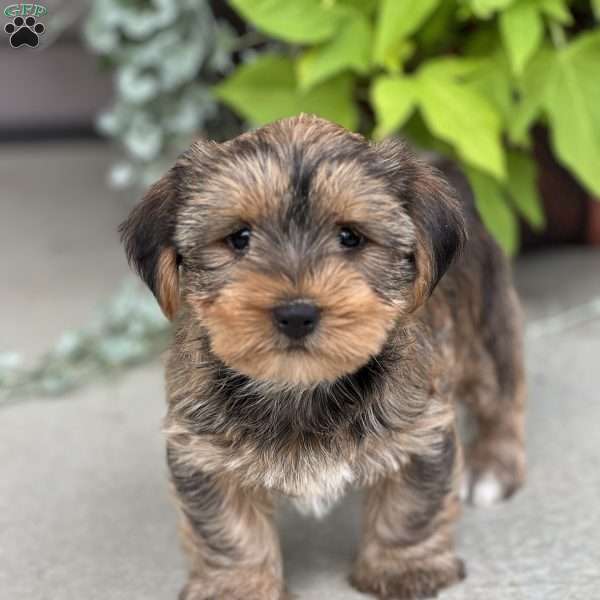 Chaney, Shorkie Puppy