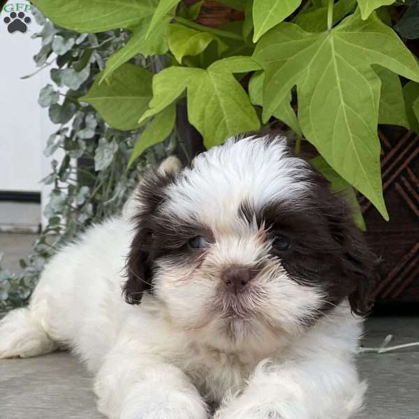 Jeb, Shih Tzu Puppy