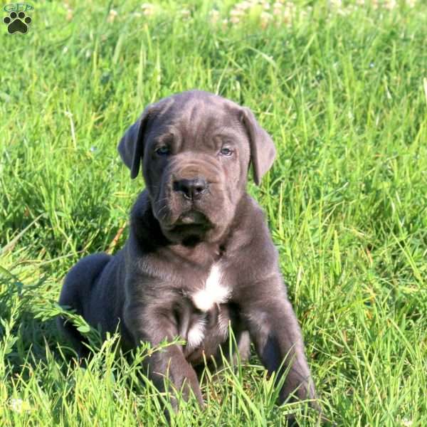 Ian, Cane Corso Puppy