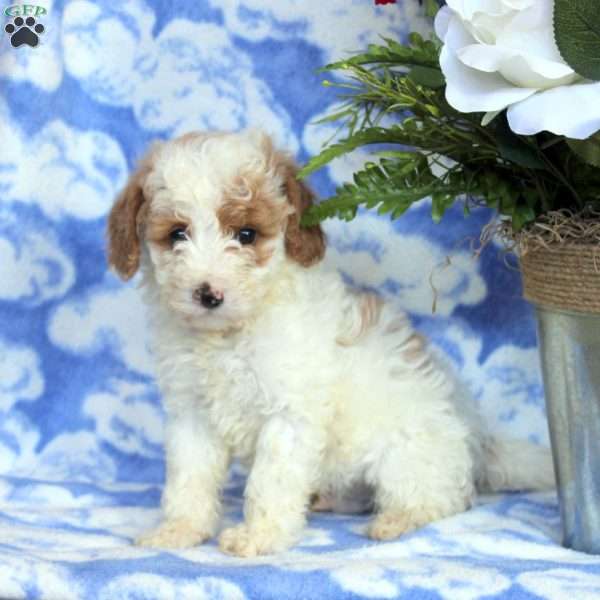 Ian, Miniature Poodle Puppy