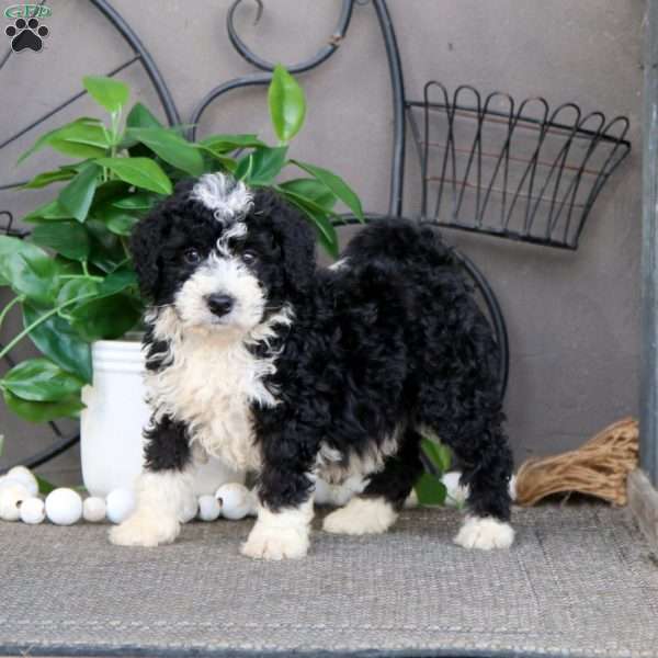 Ian, Mini Bernedoodle Puppy