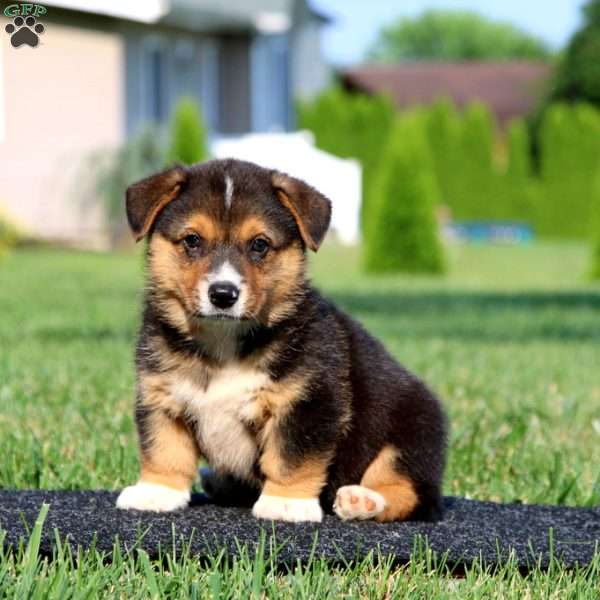 Ian, Pembroke Welsh Corgi Puppy