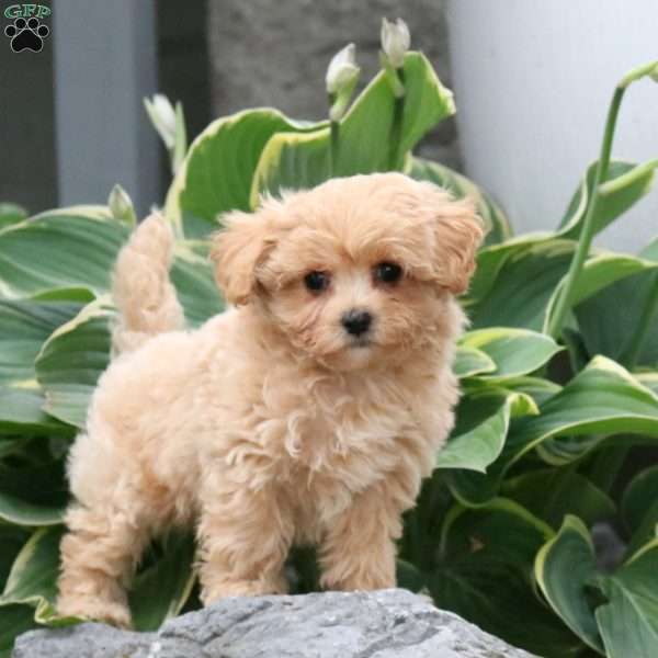 Ian, Maltipoo Puppy