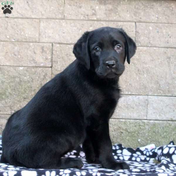 Idris, Black Labrador Retriever Puppy