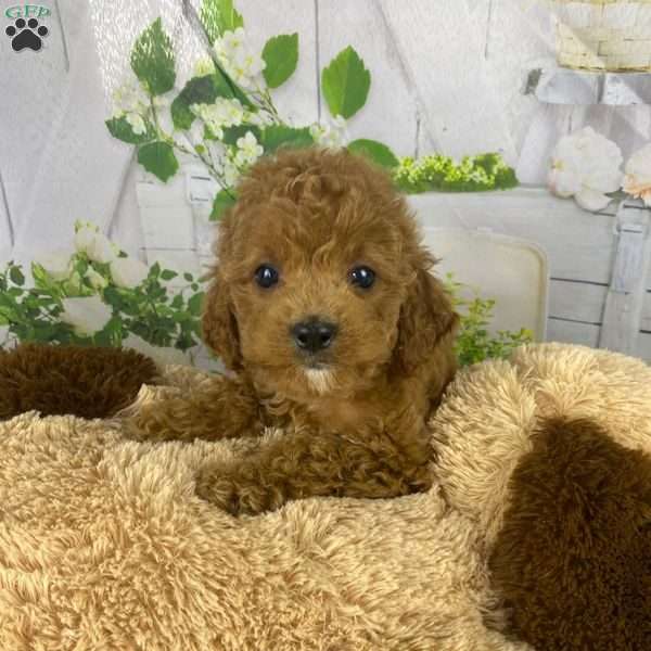 Mia, Cavapoo Puppy