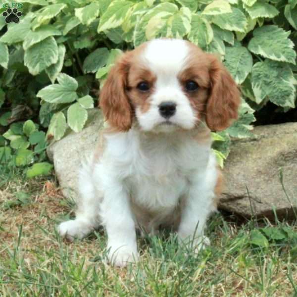 Indy, Cavalier King Charles Spaniel Puppy