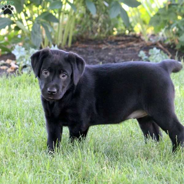 Ingrid, Black Labrador Retriever Puppy