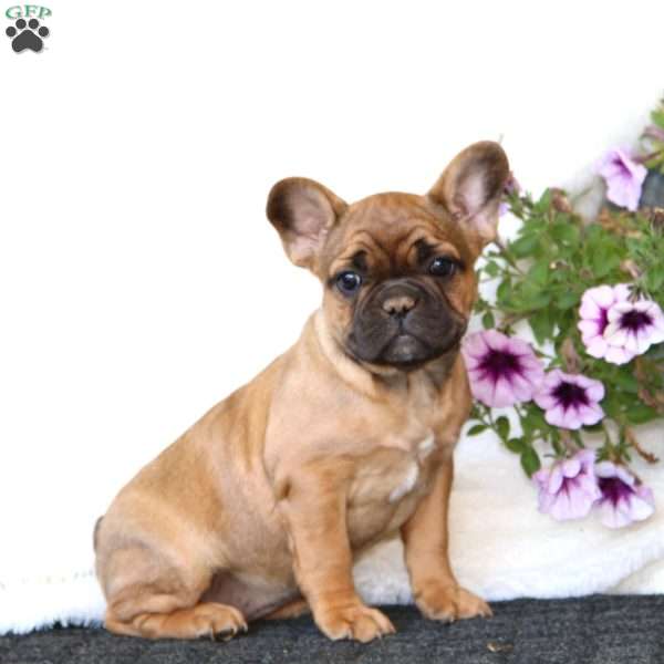 Inka, French Bulldog Puppy