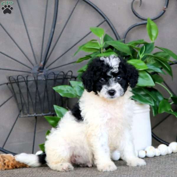 Ira, Mini Bernedoodle Puppy