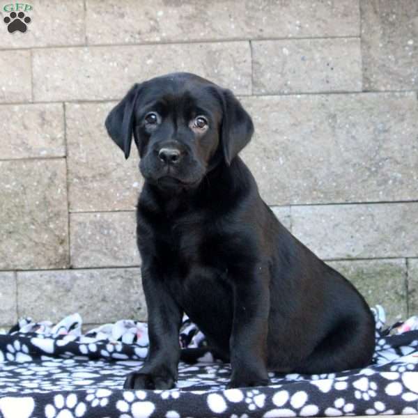 Irene, Black Labrador Retriever Puppy