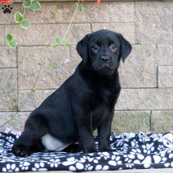 Iris, Black Labrador Retriever Puppy