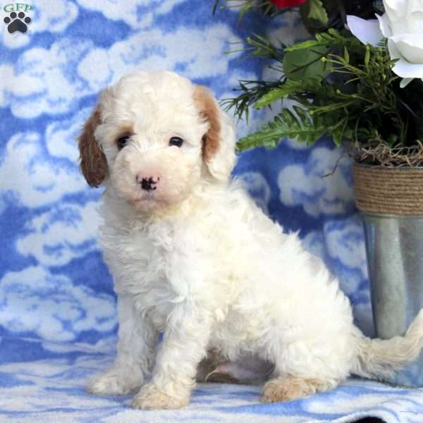 Isaac, Miniature Poodle Puppy