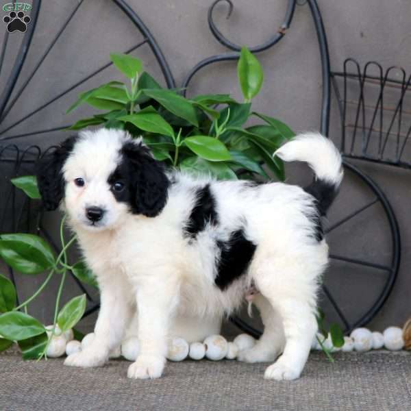 Isaac, Mini Bernedoodle Puppy