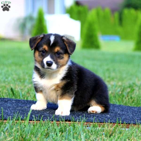 Isaac, Pembroke Welsh Corgi Puppy