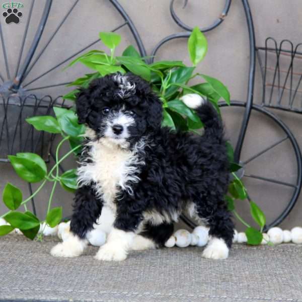 Isabelle, Mini Bernedoodle Puppy