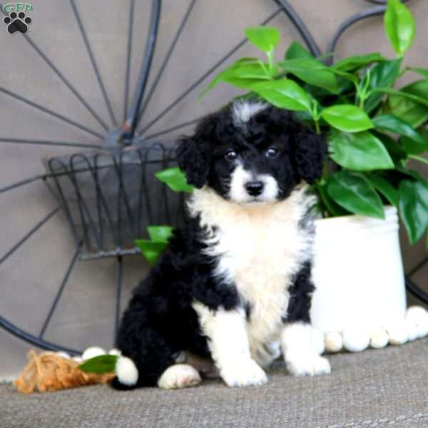 Ivan, Mini Bernedoodle Puppy