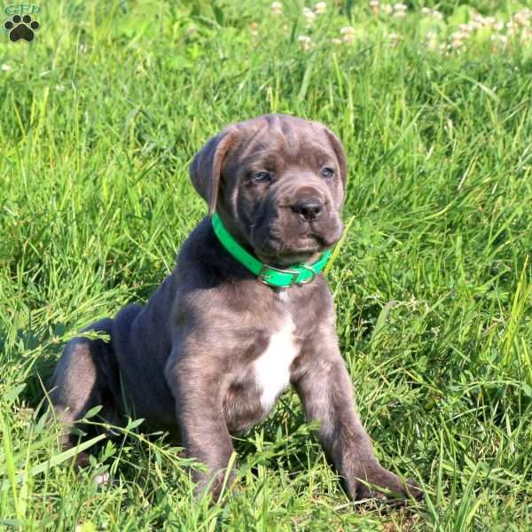 Ivy, Cane Corso Puppy