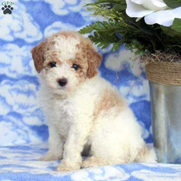 Ivy, Miniature Poodle Puppy