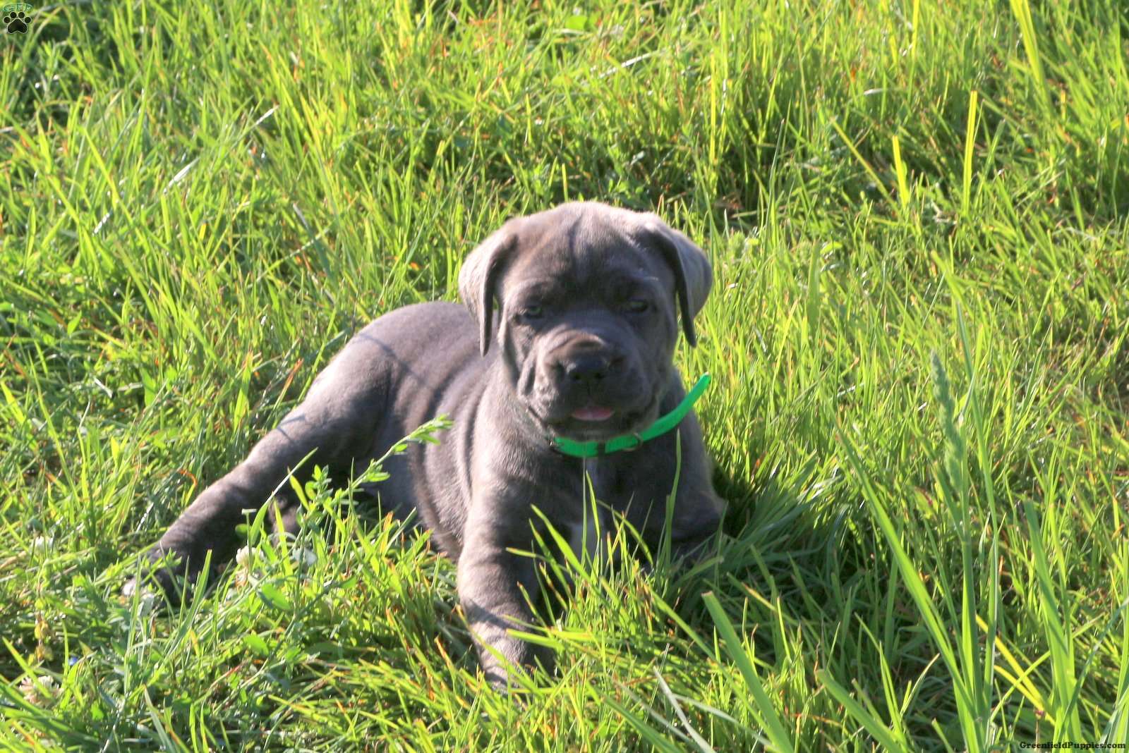 Ivy Cane Corso Puppy For Sale in Pennsylvania