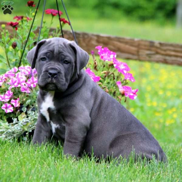 Ivy Cane Corso Puppy For Sale in Pennsylvania