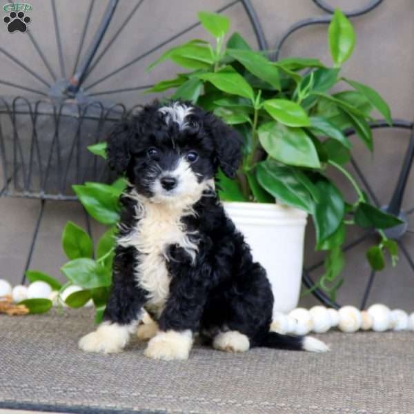 Ivy, Mini Bernedoodle Puppy