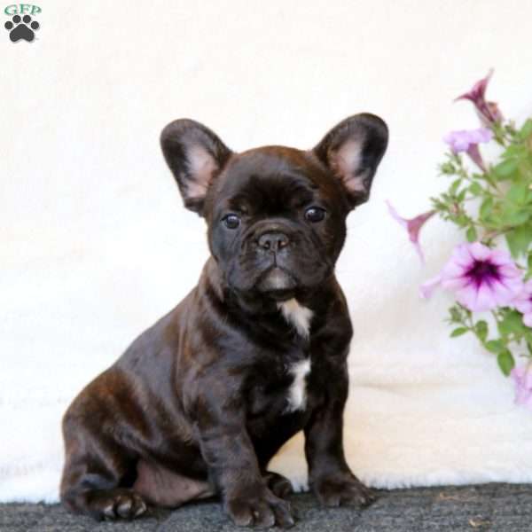 Ivy, French Bulldog Puppy