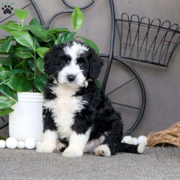 Izzie, Mini Bernedoodle Puppy