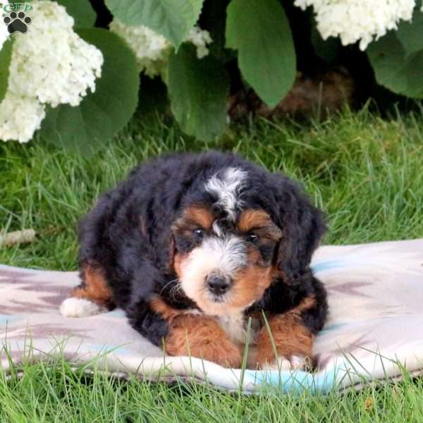 Jackie, Bernedoodle Puppy