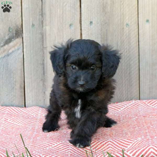 Jackson, Mini Aussiedoodle Puppy