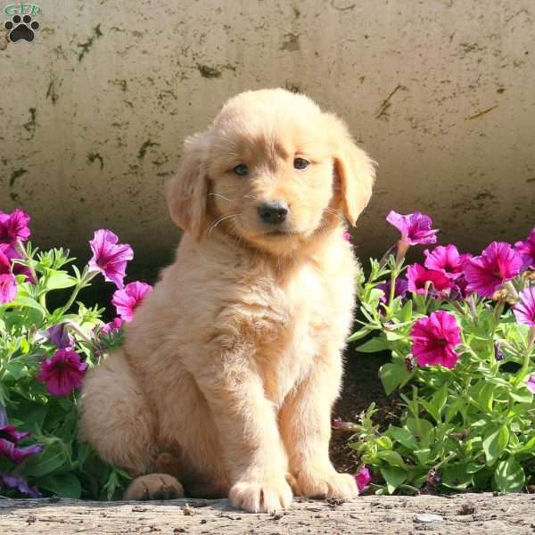 Jackson, Golden Retriever Puppy