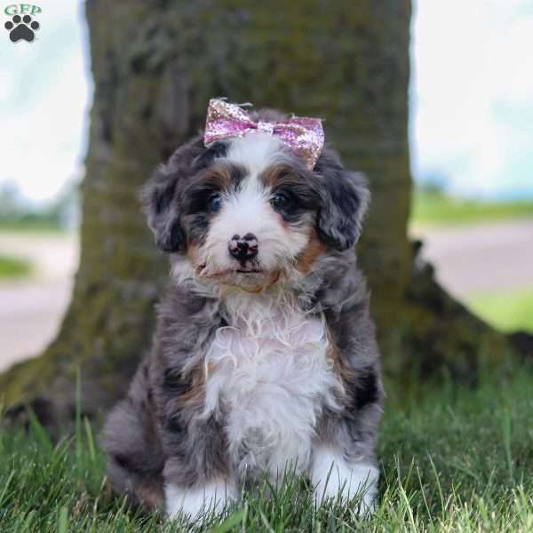 Jade, Mini Bernedoodle Puppy