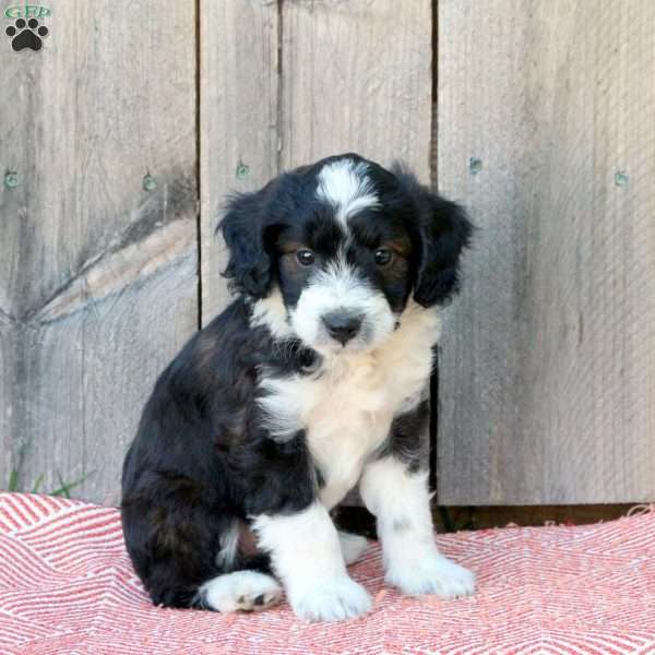 Jade, Mini Aussiedoodle Puppy