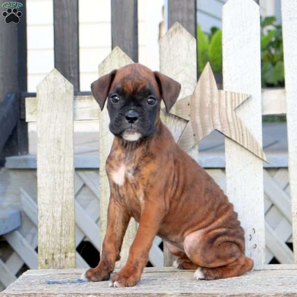 Jade, Boxer Puppy