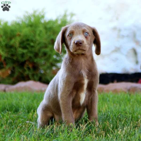 Jade, Labradoodle Puppy