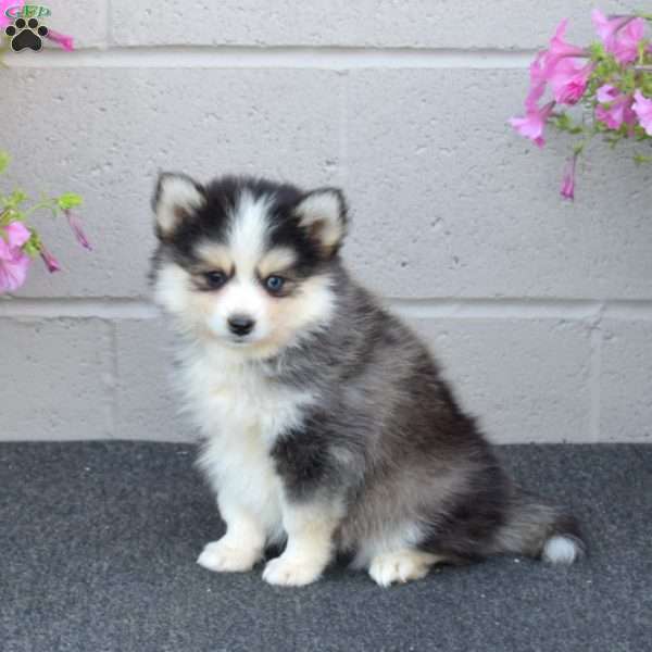 Jaden, Pomsky Puppy