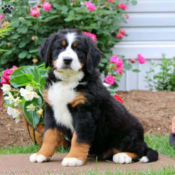 Jaden, Bernese Mountain Dog Puppy