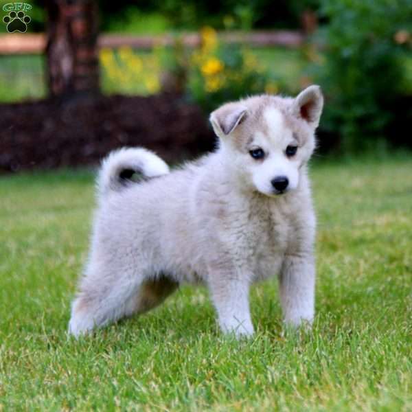 Jaden - Pomsky Puppy For Sale in Pennsylvania