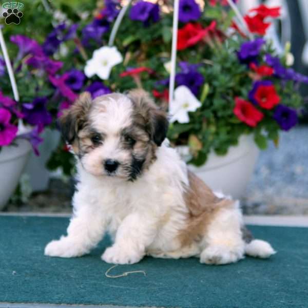 Jaden, Havanese Puppy